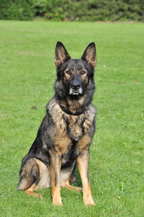 德国牧羊犬 工作犬 牧羊人 狗 哺乳动物 宠物 远程访问
