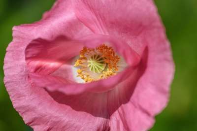 花 花瓣 罂粟 野花 花粉 开花 盛开 自然 植物群 植物学