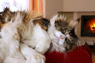 猫 眼睛 家猫 看 胡子 猫的眼睛 猫眼 胡须 猫在看 毛皮