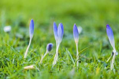 番红花 闭花 花 紫色 草地 虹膜家族 春天的花朵 春天