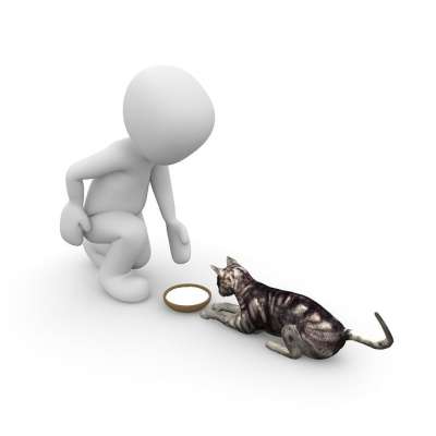 猫 牛奶 喂养 对动物的爱 驯服 吃下去