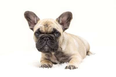 狗 法国的斗牛犬 坚韧 动物 宠物 可爱 甜的