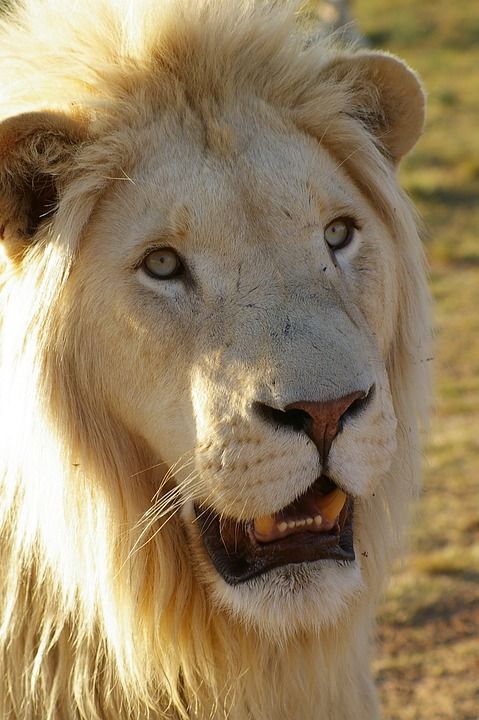 狮子 白狮子 动物 男性 捕食者 鬃毛 自然 大猫 猫 白色的