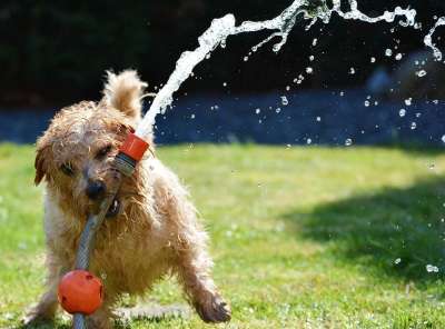 狗 花园 梗犬 乐趣 诺福克猎犬 动物 可爱的 太阳 草 草地