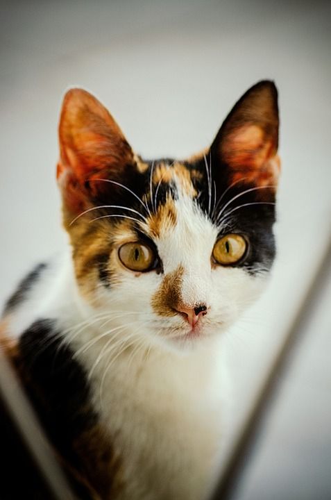 猫 动物 雄伟 捷豹 老虎 豹 利昂 爱情