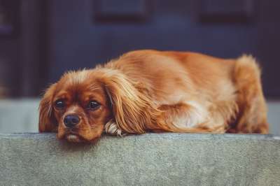 可爱的 动物 犬类 狗 毛茸茸 宠物 西班牙猎犬