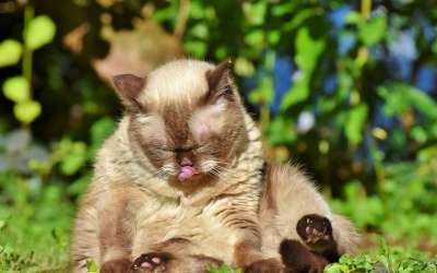 猫 品种猫 英国短毛猫 猫的舌头 舌头 纯种 短发 毛皮 可爱的