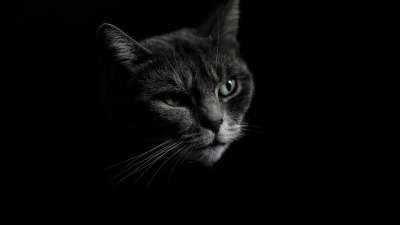 猫 眼睛 宠物 猫科动物 看 动物 黑猫 黑色物 黑眼圈