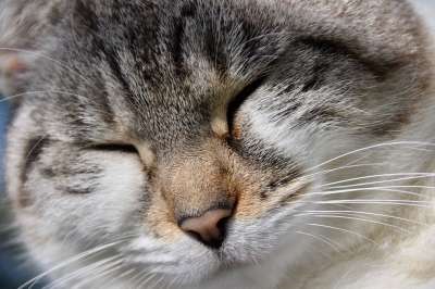 猫 流浪猫 动物 欧洲短毛猫 胡同猫 街头猫 虎斑猫 国内的猫