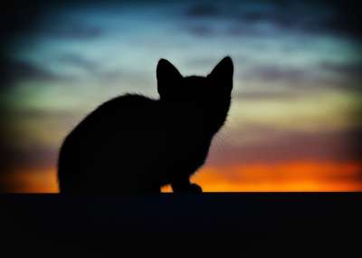 猫 动物 背光 吉祥物 猫科动物 宠物 自然