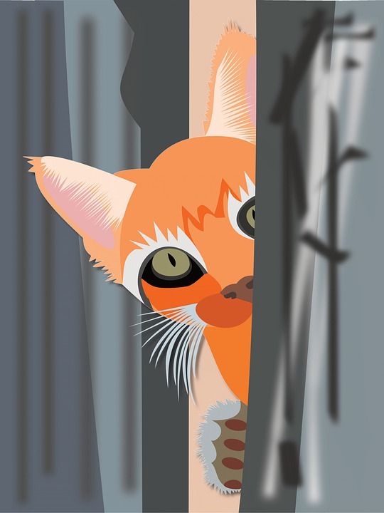 猫 隐藏 家猫 家畜 木墙 小猫 手表 潜伏 细心 好奇的