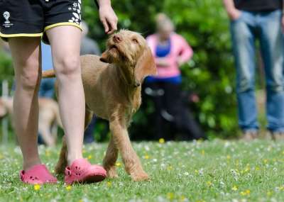 狗学校 训犬 匈牙利指点犬 猎犬
