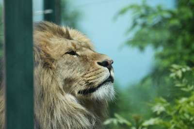 狮子 鬃毛 头 狮子的鬃毛 力量 肖像 自豪地 野生动物 野猫