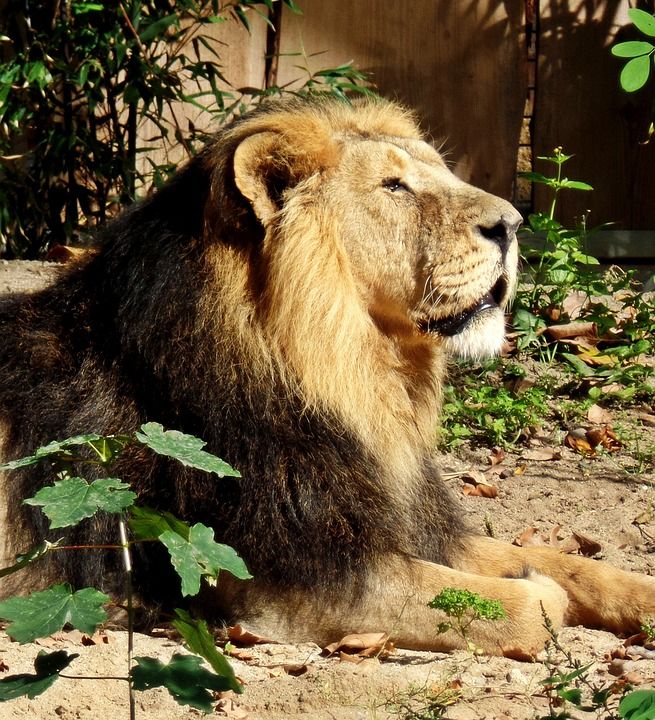 狮子 动物园 外壳 捕食者 大猫 动物 鬃毛 野生动物 王