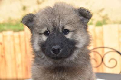 小狗 年轻的狗 狗Eurasier Pesca 纯种狗 狗肖像