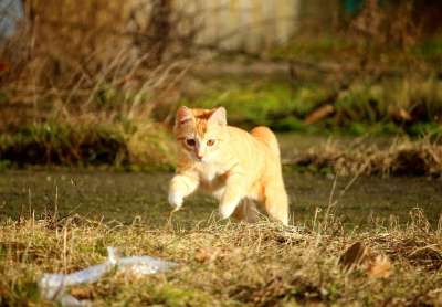 猫 红虎斑 飞跃 游戏 小猫 猫宝宝 年轻的猫 红猫 俏皮的