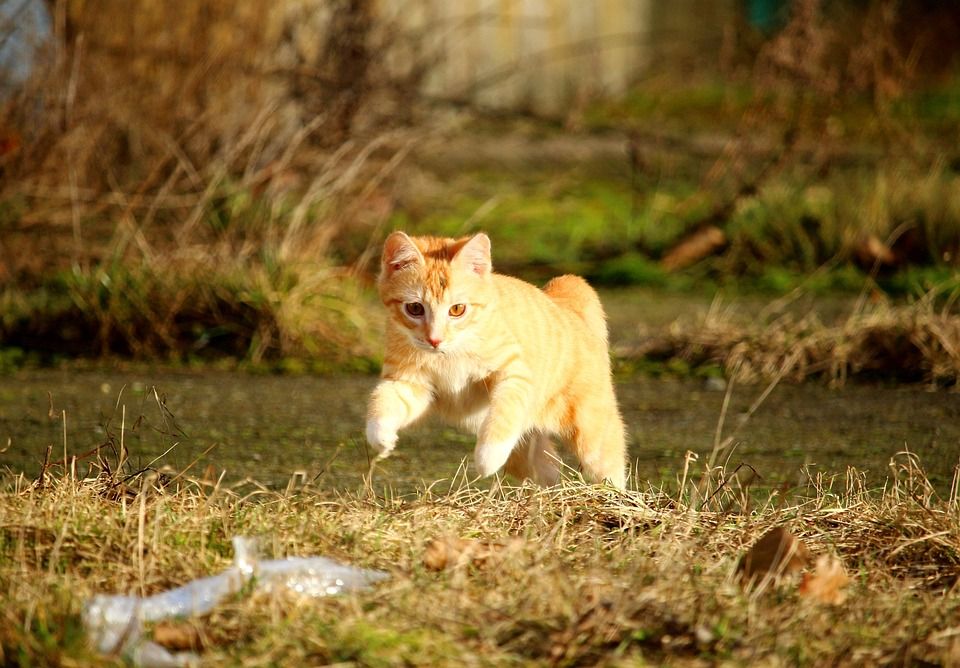 猫, 红虎斑, 飞跃, 游戏, 小猫, 猫宝宝, 年轻的猫, 红猫, 俏皮的