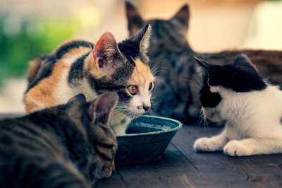 猫 猫科动物 老虎 动物 小猫 哺乳动物 捕食者 可爱的 肉食的