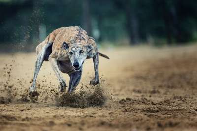 行动 马场 跑步 运动的 职业 犬跟踪 狗 冲刺 Sprint