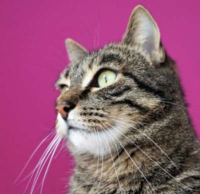 猫 宿醉 动物 猫眼 自豪地 小猫 灰色的 鲭鱼 动物肖像