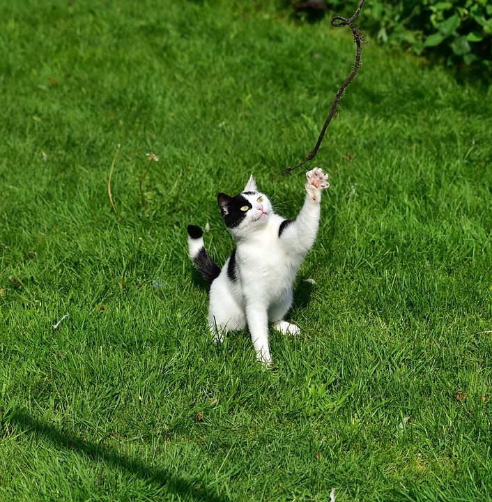 猫 玩 年轻的猫 家猫 游戏 草 乐趣 手表 生物 动物