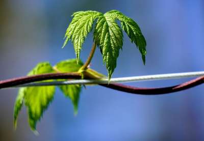 跳 叶子 植物 卷须 自然 关闭