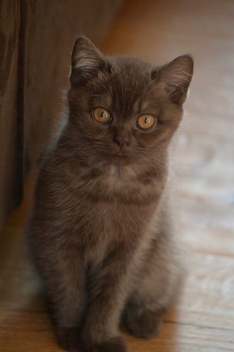 英国短毛猫 小猫 猫 家畜 漂亮 可爱的 家猫 猫眼 琥珀色