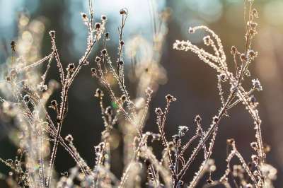 冬天 草 花 霜 寒冷的 冻结 雪 观赏草 自然 背景照明
