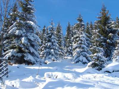戈斯拉尔 冬天 森林 自然 树 冬天树 冬季景观 下雪的