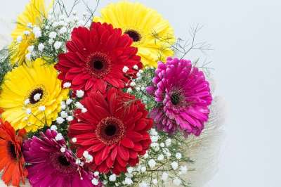 花朵 非洲菊 花的 春天 盛开 雏菊 颜色 开花 自然 装饰