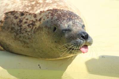海豹 黄豆 狗海豹 动物 海岸 哺乳动物 北海 捕食者