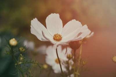 高清壁纸 墙纸 背景 老式相机 白色的花 花园 夏天 模拟摄影