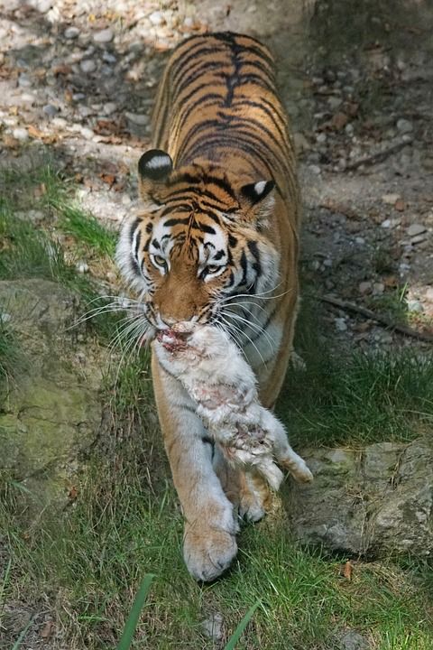 老虎 Amurtiger 捕食者 大猫 食肉动物 西伯利亚 猫