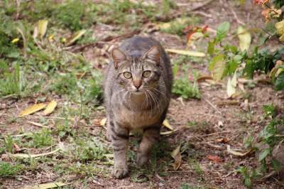 猫 猫科动物 老虎 熟悉的 可爱 驯化 毛皮 肖像 小胡子