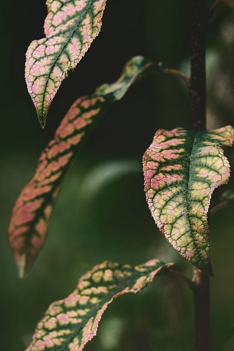 树叶 植物 双色叶子 植物群 秋天 落下 落叶 叶脉 叶结构