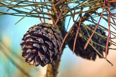 松果 颚 针叶树 轻敲 悬挂 关闭 自然 头皮 植物 种球果
