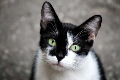 猫 猫科动物 小猫 脸 胡须 眼睛 头 肖像