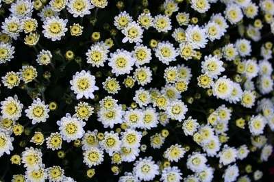 菊花 盛开 花 开花 白色黄色 菌群 植物 复合材料 菊花园