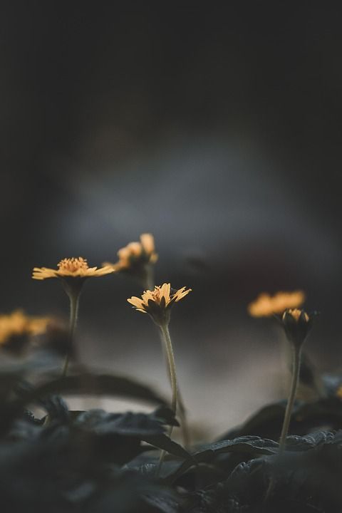 花朵 黄色的花 开花 自然 植物 盛开 花园 户外