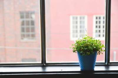 窗户 盆花 植物 内部的 房子 锅 家 绿色