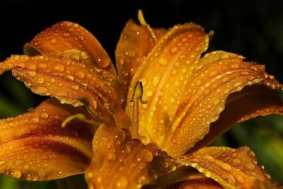 百合 花 露 露滴 晨露 开花 盛开 花瓣 植物群 花艺