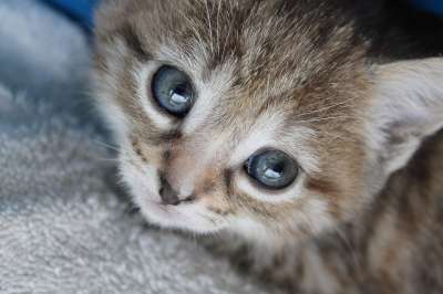 小猫 动物 宠物 家畜 猫科动物 猫脸 猫 可爱 看