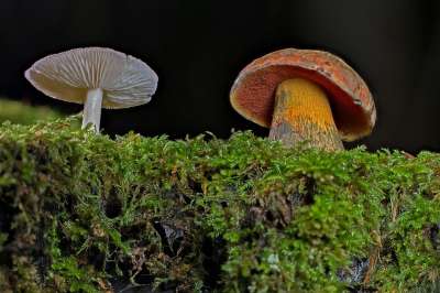 蘑菇 Rac 木耳 森林蘑菇 苔藓 光盘真菌 屏幕真菌
