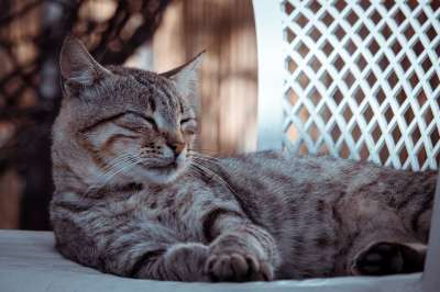 猫咪 老虎 捕食者 毛皮 猫 动物医院 哺乳动物 肉食的