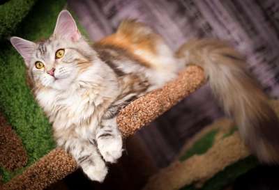 猫 毛茸茸的猫 宠物 动物 毛皮 猫眼 小猫 喜欢猫的人 缅因猫