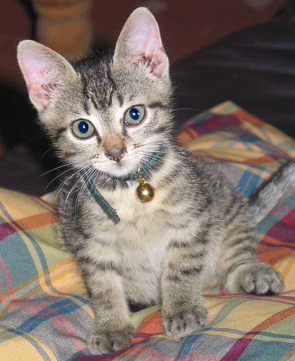 猫 小猫 猫宝宝 动物