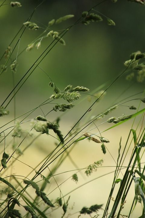 草 草地 自然 茎 绿色 夏天 关闭