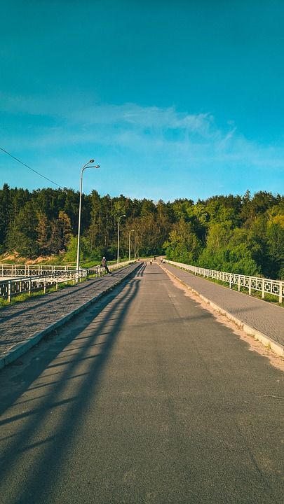 桥 森林 路 高速公路 自然 景观