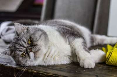 猫 基蒂 小猫 桌子 懒惰的 胖的 丑陋的 臭 愚蠢的