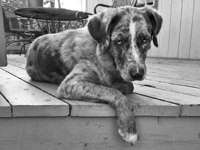 猎犬 狗 休息 犬类 运动 看着 户外 伤心 可爱的 宠物